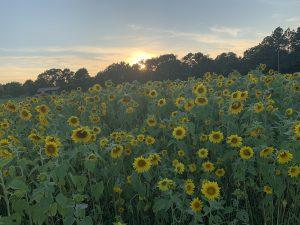 Sunflowers and an Arkansas sunset – Kind words are the flowers!